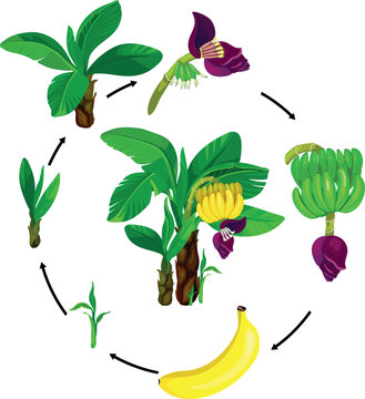 Banana plant life cycle and growth stages vector illustration