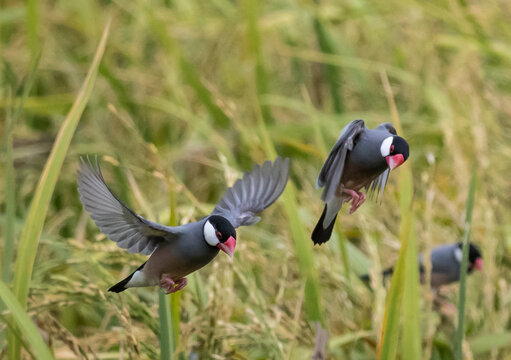 Java Sparrow It is a bird native to Java, Bali and other nearby islands in Indonesia. It lives in pairs or flocks in grasslands.