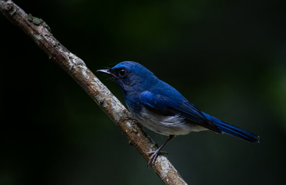 Hainan Blue Flycatcher It is a bird in the family Muscicapidae. 