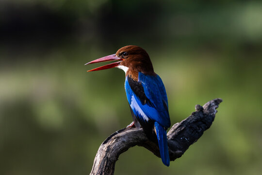 White-throated kingfisher bird perched on a branch with green background.