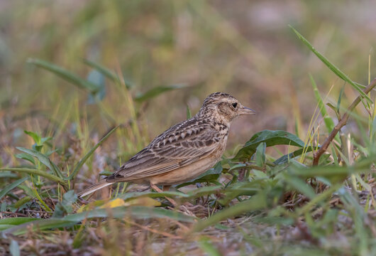 Indochinese bushlark bird perched on the grass ground.