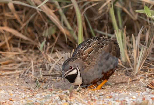 Blue-breasted Quail Malesbird on the ground with grass background.