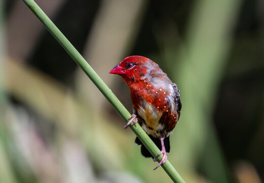 Red Avadavat ,Strawberry Finch Because it has a strawberry-like color during the breeding season.
