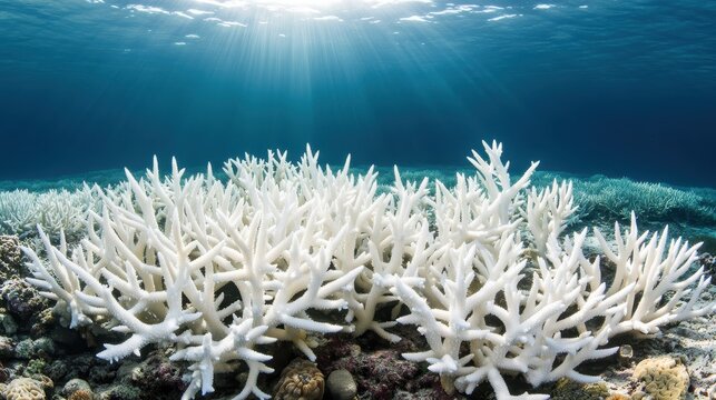 Vast bleached coral reef underwater showing drastic impact of climate change with sunlight rays filtering from above