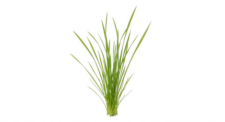Obraz premium A small, isolated tuft of vibrant green grass blades growing upwards against a solid, deep black background