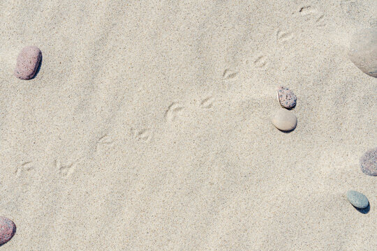 White Beach Sand With Stones and Bird Tracks