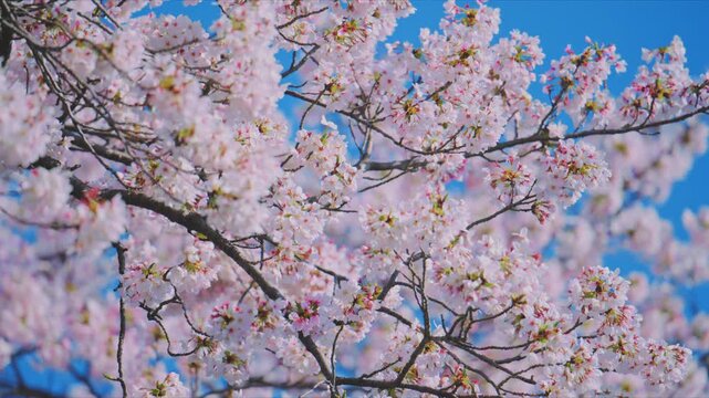 4K スローモーション　日本の春の風景、多摩川沿いの美しい桜並木と桜吹雪