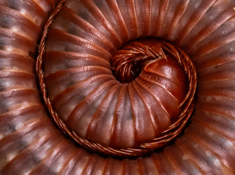 Millipede 
It is the name of several families of invertebrates with hard shells and long bodies divided into segments.