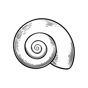 Elegant spiral seashell illustration with intricate line art detail and monochrome shading