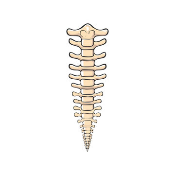 Artistic illustration of a human spine with detailed vertebrae and a tapering tailbone shape