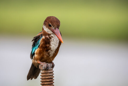 White-throated Kingfisher The body is large the head is large,the neck and tail are short the mouth is flat and the sides are bright red.