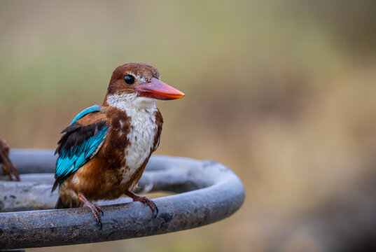White-throated Kingfisher The body is large the head is large,the neck and tail are short the mouth is flat and the sides are bright red.