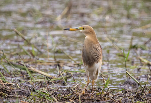 Indian pond heron Breeding season: The skin around the eyes is blue-gray.
