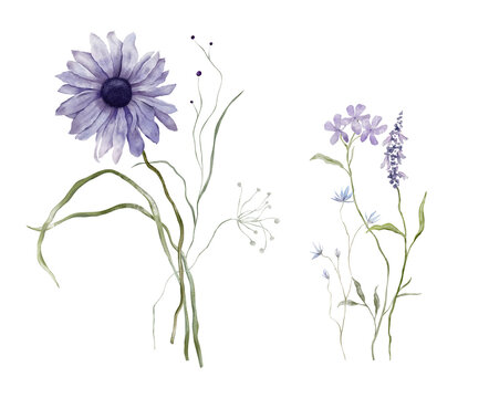Set of watercolor design elements of bouquet depicting a violet wildflower botanical hand drawn illustrations. Composition delicate of purple daisies and wildflower herbs on isolated background.
