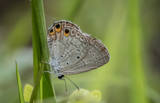The Peablue Lampides boeticus  (Linnaeus,1767) on the green leaf macro shot.