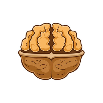 Illustration of a walnut halved to resemble a human brain with its distinct lobes and convolutions
