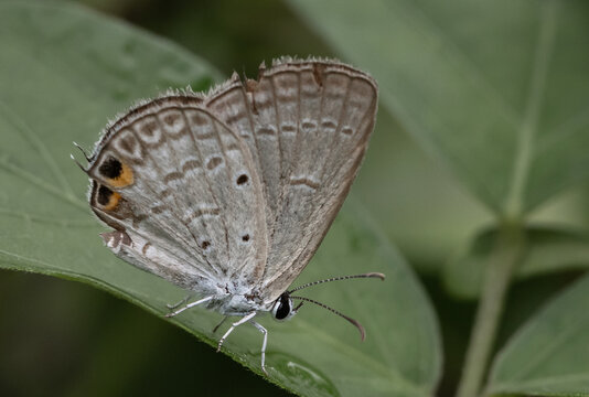 The Peablue Lampides boeticus  (Linnaeus,1767) on the green leaf macro shot.