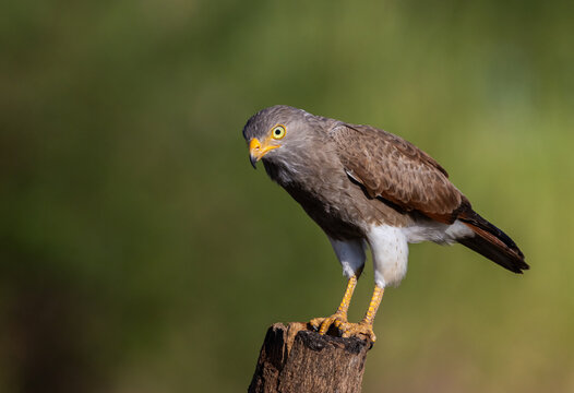 A detailed close-up of a migratory Gray-faced Buzzard (Butastur indicus) perched on a post in a rural field in Pathum Thani, Thailand, with a soft green background.