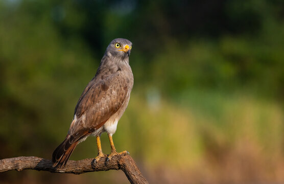 Rufous-winged Buzzard Perched on a Branch in Soft Light.