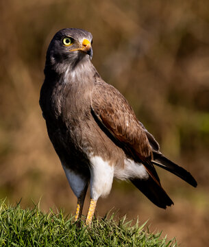 Rufous winged Buzzard perched on a grassy mound looking at camera.