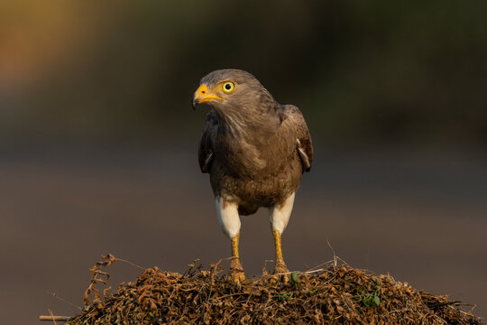 Full body portrait of a Rufous-winged Buzzard standing on the ground.