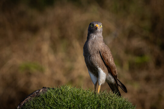 Rufous winged Buzzard perched on a grassy mound looking at camera.