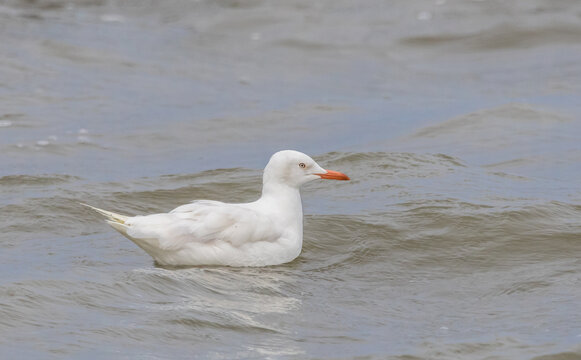Leucistic Seagull Floating on Sea Waves.