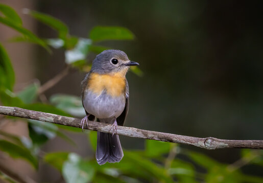 Female Hill Blue Flycatcher perched on a decayed log in the forest.