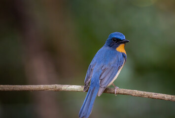 Fototapeta premium Hill Blue Flycatcher perched on a branch in the forest.