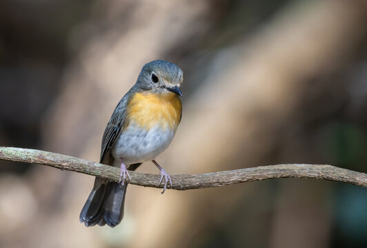 Female Hill Blue Flycatcher perched on a decayed log in the forest.