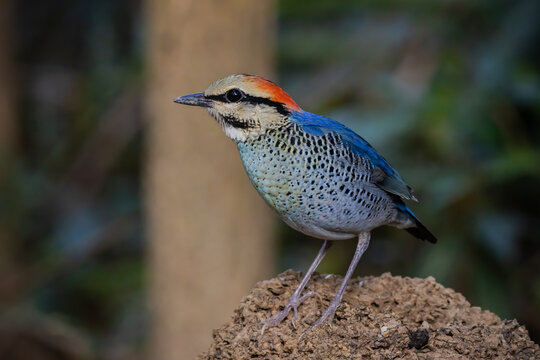 Blue Pitta (Hydrornis cyaneus) female perched on a rock in the forest.