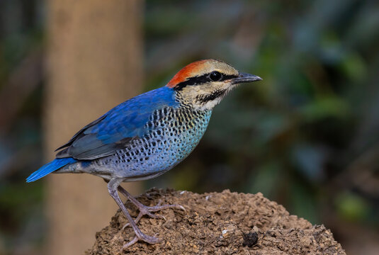 Blue Pitta (Hydrornis cyaneus) female perched on a rock in the forest.
