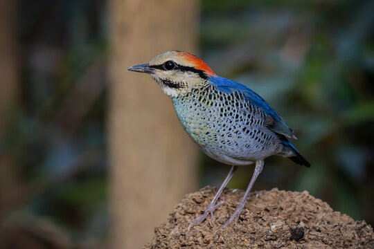 Blue Pitta (Hydrornis cyaneus) female perched on a rock in the forest.