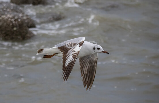 Brown-headed Gull flying over the sea coast.