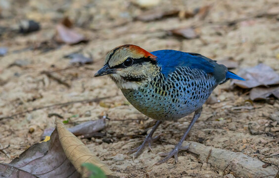Male Blue Pitta (Hydrornis cyaneus) standing on the ground.