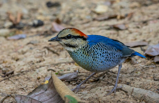 Male Blue Pitta (Hydrornis cyaneus) standing on the ground.