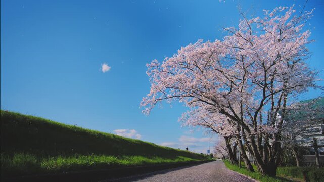 4K スローモーション　日本の春の風景、多摩川沿いの美しい桜並木と桜吹雪