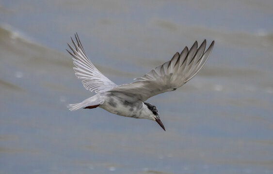 Brown-headed Gull flying over the sea coast.