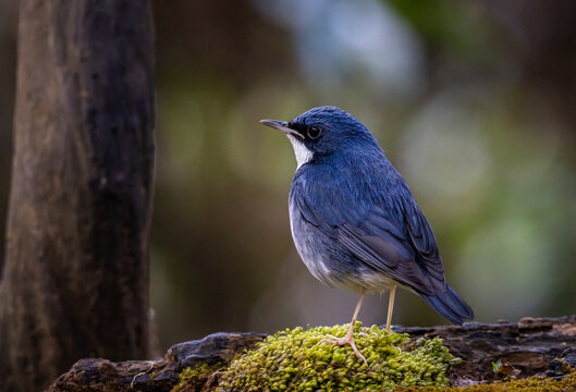Male Siberian Blue Robin Perched on Mossy Log.