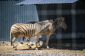 Naklejka premium Striped zebra stands under metal roof at animal facility