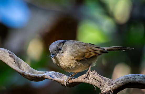 Brown-cheeked Fulvetta bird perched on a rock by a stream.