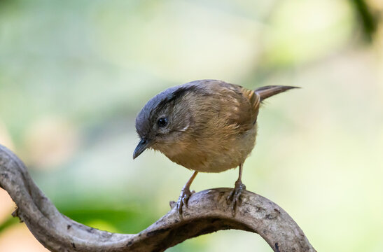 Brown-cheeked Fulvetta bird perched on a rock by a stream.