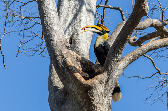 Great Hornbill with Prey at Nest Cavity.