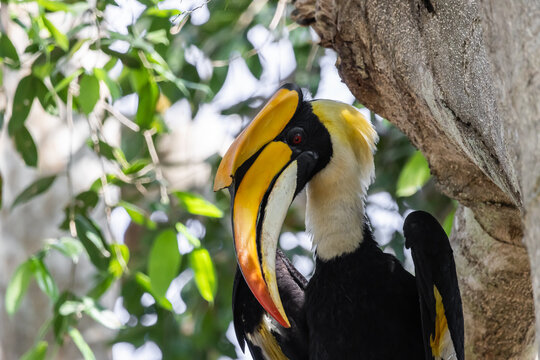 Portrait of Wreathed Hornbill bird with bright colored beak.