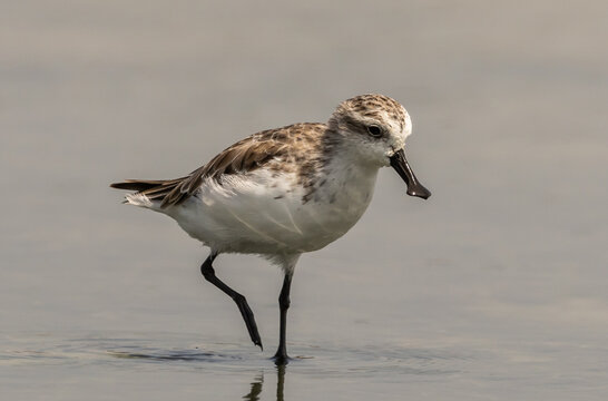 Critically Endangered Spoon-billed Sandpiper foraging in mudflat  Thailand.