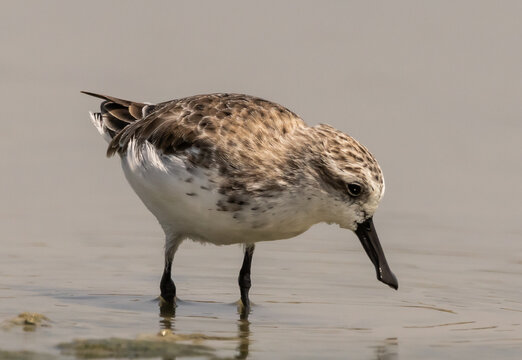Critically Endangered Spoon-billed Sandpiper foraging in mudflat  Thailand.