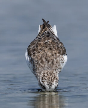 Critically Endangered Spoon-billed Sandpiper foraging in mudflat  Thailand.