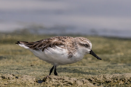 Critically Endangered Spoon-billed Sandpiper foraging in mudflat  Thailand.