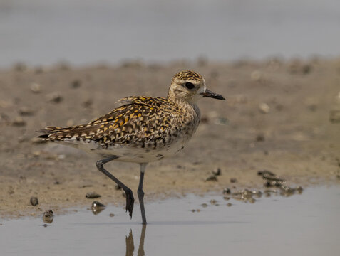 Pacific Golden Plover foraging in tidal mudflat.