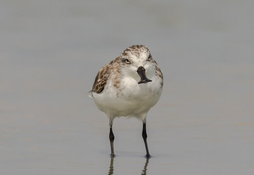 Critically Endangered Spoon-billed Sandpiper foraging in mudflat  Thailand.